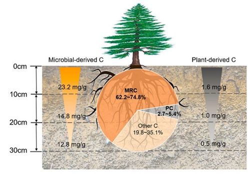 成都生物所揭示根际土壤有机碳垂直分异规律 为土壤碳库管理提供新视角