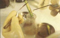 植物凝集素的研究进展 从传统认知到现代生物研究的跨越